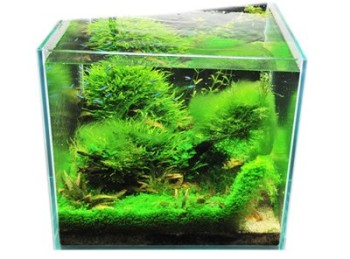 Les algues en eau douce – Aquariophile facile, en eau douce et marine.